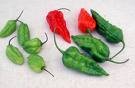 capsaicinoids
