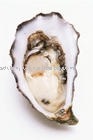 Oyster peptide