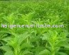 stevia  90 %( steviol   glycoside s  90 %)