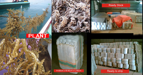 carrageenan powder