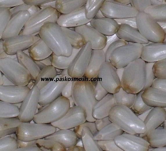 Safflower Seeds