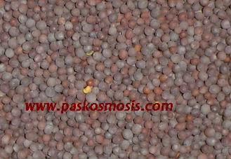 Mustard Seeds