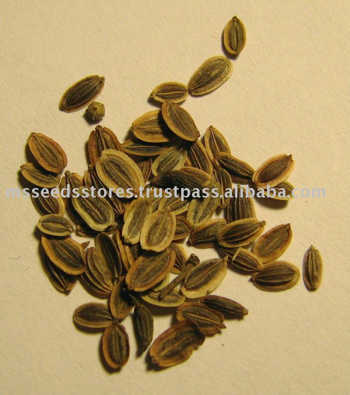 DILL SEEDS