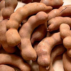 Fresh  Tamarind 