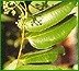 INDIAN SPICES  -  Cinnamomum tamala
