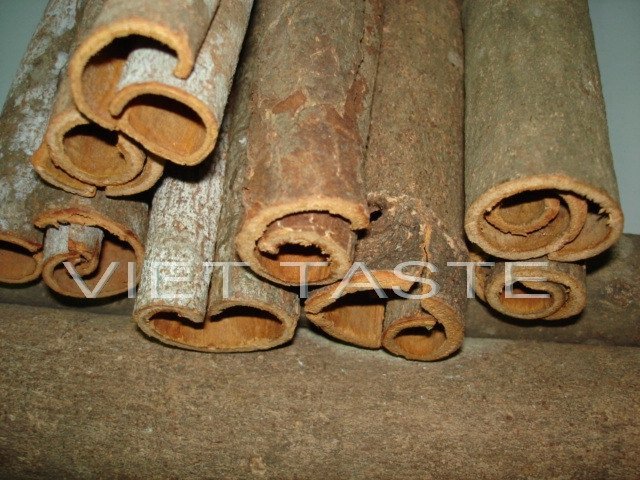 Tube Cassia