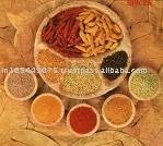 RED CHILLIES