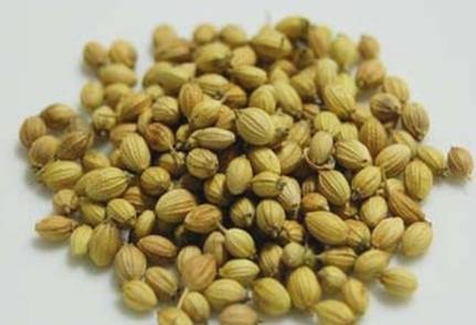 Coriander