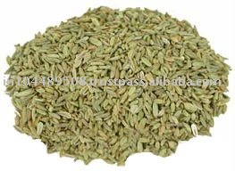  Foeniculum   vulgare 