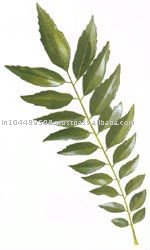 CURRY LEAF