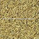  Cumin   seeds 