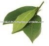 DRIED BAY LEAF