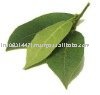 bay leaf
