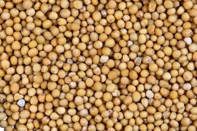 Organic Yellow Mustard Seed
