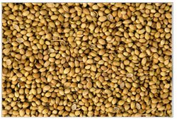 Coriander Seeds
