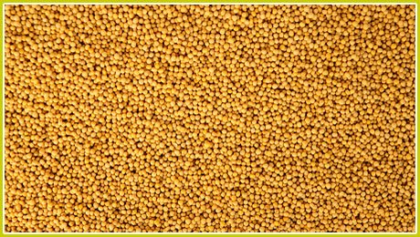 Yellow Mustard Seeds