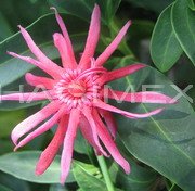 Star aniseed