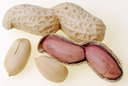 roasted groundnuts