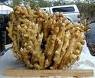 ginger herb