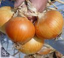  onion   vegetable 