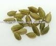 Cardamom