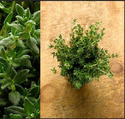 Fresh Lemon Thyme delivered daily all year long