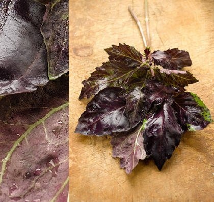 Fresh Red Basil delivered daily all year long