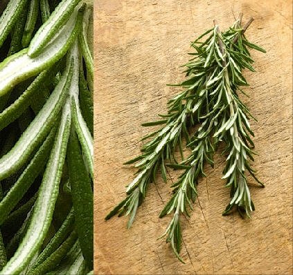 Fresh Rosemary delivered daily all year long