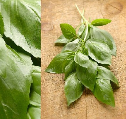 Fresh Basil delivered daily all year long Israel price supplier