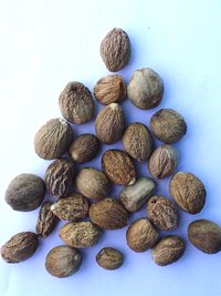 Nutmeg Sherivel