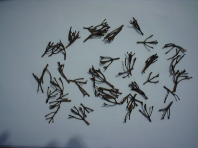 Clove stems