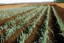 pulses crops