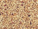 SESAME SEEDS