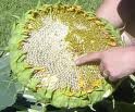SUNFLOWER SEEDS