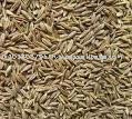  cumin   jeera 