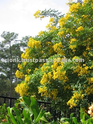 cassia / Star Aniseed