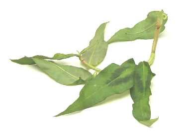  Laksa  leaf