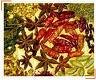 aselio seed