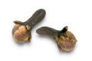 Clove Stems
