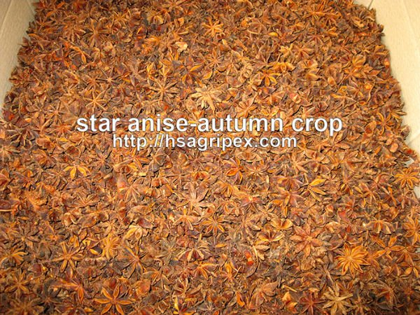 STAR ANISEED-GOOD QUALITY TO INDIA
