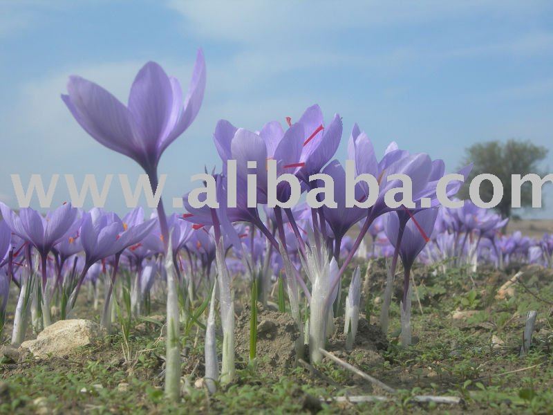 Red bio greek saffron