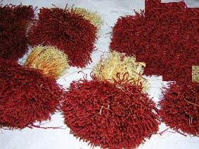 BUNCH / DASTEH -- US$ 2,595 /Kg