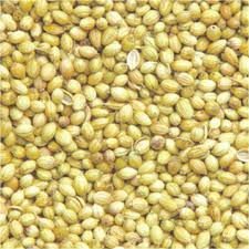 Coriander seed