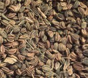  Celery   Seed s