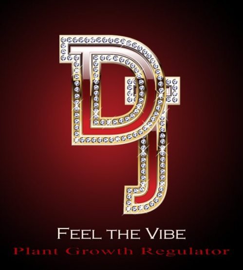 DJ Front