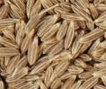 Cumin Seed