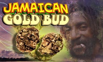 Jamaican Gold Bud