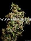 Arjan's Strawberry Haze HERBAL BUDS AND LEAFS  and other herbal smoking herbs of it kinds availa