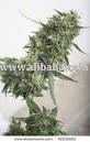 Super Cat Nip HERBAL BUDS AND LEAFS  and other herbal smoking herbs of it kinds available.