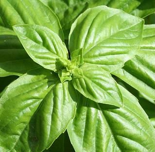 Sweet Basil,South Africa Rocky Valley Farm price supplier - 21food